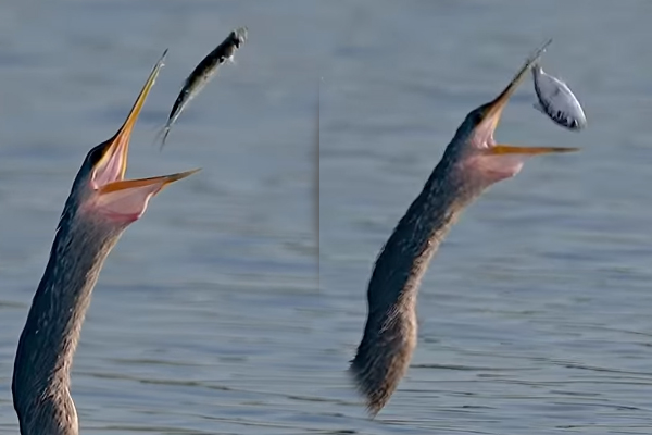 Viral Video: இப்படியொரு மீன் வேட்டையை பார்த்திருக்கவே மாட்டீங்க... அட்டகாசமான ஸ்டைல் | Water Turkey Catch Fish And Style Eat