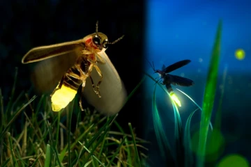 කණාමැදිරි එළියෙන් පාර හෙව්වට මේ දේවල් දැනගෙන හිටියේ නැහැ නේද?