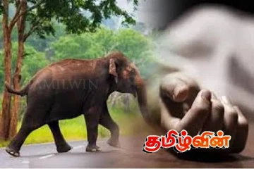 யானையின் தாக்கி விவசாயி உயிரிழப்பு