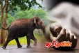 யானையின் தாக்கி விவசாயி உயிரிழப்பு