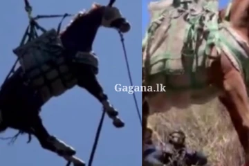 ගුවනින් අශ්වයෙක් යයි.(VIDEO)