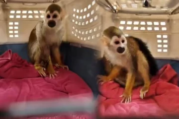 மலேசியாவிலிருந்து விமானத்தில் கடத்திவரப்பட்ட அணில் குரங்கு