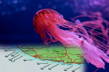 தெற்கு கடற்பரப்பில் கொடிய மீனினம்: மக்களுக்கு எச்சரிக்கை