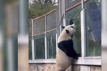 பந்து மீது ஏறி தப்ப முயன்ற பாண்டா கரடி...ஆசைகாட்டி பிடித்த ஊழியர்கள்