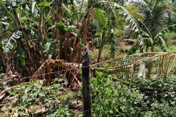 தம்பலகாமத்தில் காட்டு யானைகளால் கடும் சிரமத்தை எதிர்நோக்கும் மக்கள் | People Struggle By Wild Elephants In Trinco