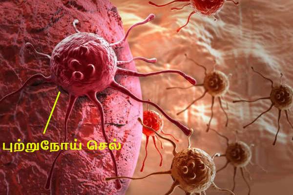 புற்றுநோயை எதிர்த்து போராடும் டாப் உணவுகள் இவைதானாம்! இனியும் தவிர்க்காதீங்க | Best Anti Cancer Foods List Help Lower Cancer Risk