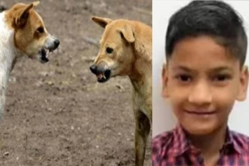 தெரு நாய்கள் கடித்தத்தில் 11 வயது சிறுவன் பரிதாப மரணம் - பரபரப்பு சம்பவம்