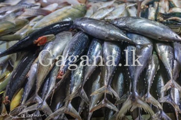 අද වෙළඳපොලේ මාළු මිල ගණන් මෙන්න.