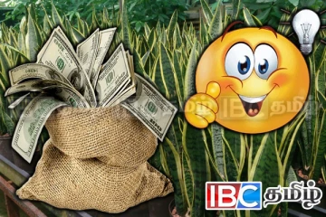 வீட்டில் பணம் நிரம்பி வழிய வேண்டுமா : இந்த ஒரு செடி வளர்த்தால் போதும்