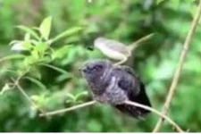 தாய் பறவைக்கு உணவூட்டிய சேய் பறவை… நெகிழ வைக்கும் ஒரு நிமிட காட்சி