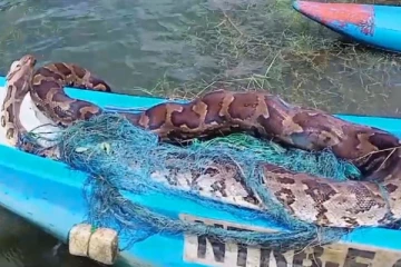 காசல்ரி நீர்த்தேக்கத்தில் 8 அடி நீளமான மலைப்பாம்பு மீட்பு (Video)