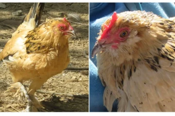 தேறாது என தூக்கி வீச நினைத்த கோழி.. கின்னஸ் உலக சாதனை பெற்ற சுவாரசிய கதை!