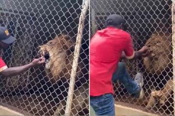 சிங்கத்தை சீண்டிய பணியாளருக்கு நேர்ந்த கதி; வைரல் காணொளி!