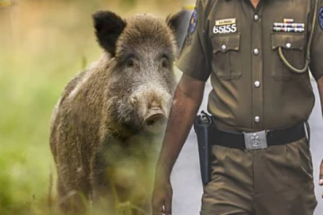 காட்டுப்பன்றி இறைச்சியை சாப்பிட்ட பொலிஸ் பரிசோதகருக்கு நேர்ந்த கதி!