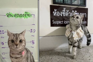 பொலிஸாரிடம் கைவரிசையை காட்டி கைதான பூனை- பிணையில் விடுதலையாம்.. நடந்தது என்ன?