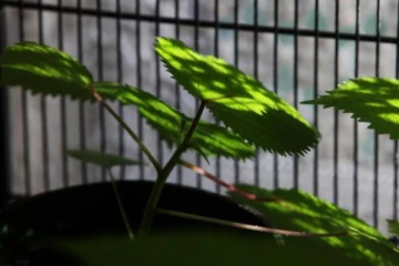 தற்கொலை செய்ய தூண்டும் ஆபத்தான செடி! online இல் ஆர்டர் செய்து வாங்கிய வெளிநாட்டவர்... இவ்வளவு ஆபத்தா?