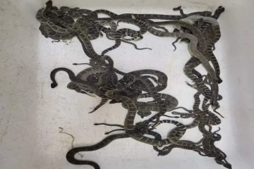 "இது வீடா இல்ல..பாம்பு பண்ணையா?” - கலிஃபோர்னியாவில் நடந்த அதிர்ச்சி சம்பவம்