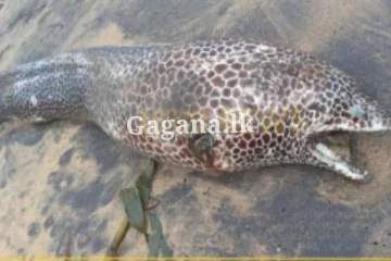 ගල්කිස්ස වෙරළට ආ ගල්ගුල්ලා ...