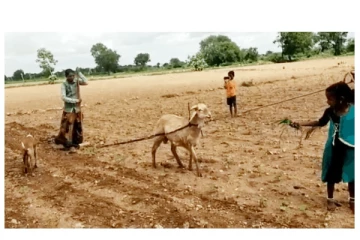 செம்மறி ஆட்டைக் கொண்டு நிலத்தை உழுது களை எடுத்த ஏழை விவசாயி! ஆச்சரியத்தோடு பார்த்த ஊர்மக்கள்!
