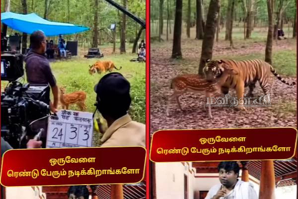 மானை துரத்தி வேட்டையாடுவது போல் நடித்து அசத்திய புலி! இணையத்தை ஆக்கிரமிக்கும் காணொளி | Tiger Acting Like Hunting Deer Funny Video Viral மானை துரத்தி வேட்டையாடுவது போல் நடித்து அசத்திய புலி! இணையத்தை ஆக்கிரமிக்கும் காணொளி | Tiger Acting Like Hunting Deer Funny Video Viral