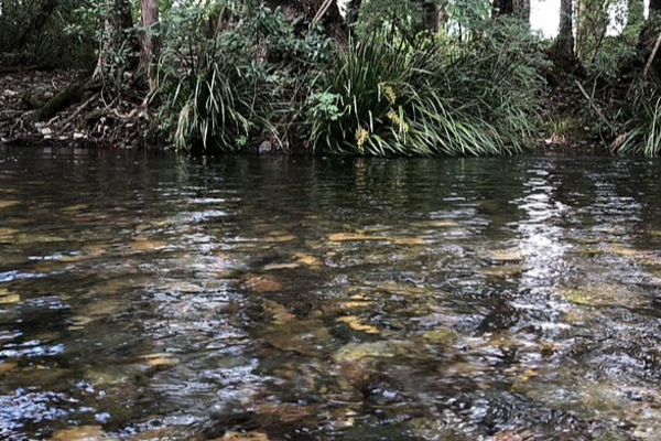 கர்ப்பிணியுடன் ஆற்றில் நீந்தச் சென்ற நபர்கள்: ஒரு துயரச் செய்தி | Drown Never Never River Bellingen