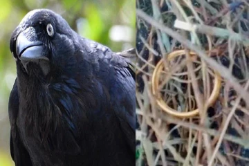 காணாமல் போன தங்க வளையல்; குற்றவாளி ஒரு காகமா..? - கேரளாவில் விநோதம்!