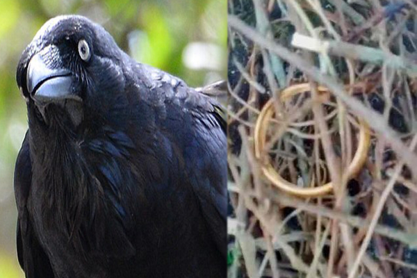 காணாமல் போன தங்க வளையல்; குற்றவாளி ஒரு காகமா..? - கேரளாவில் விநோதம்! - தமிழ்நாடு