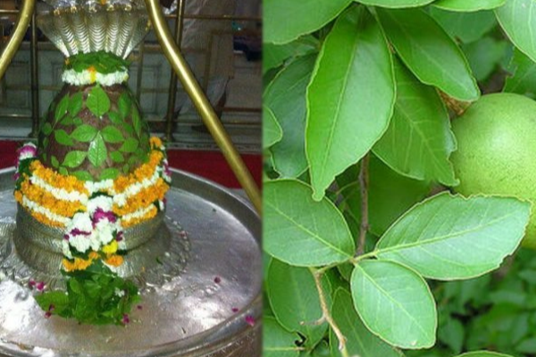 சிவபெருமானுக்கு உரிய வில்வ இலையில் ஒளிந்திருக்கும் 10 ரகசியங்கள் | Secret Behind Bilva Leaves In Pooja