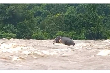 கேரளாவில் ஆற்று வெள்ளத்தில் சிக்கித் தவித்த பெண் யானை - பதற வைக்கும் வீடியோ வைரல்