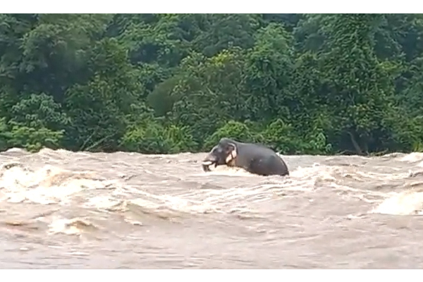 கேரளாவில் ஆற்று வெள்ளத்தில் சிக்கித் தவித்த பெண் யானை - பதற வைக்கும் வீடியோ வைரல் - தமிழ்நாடு