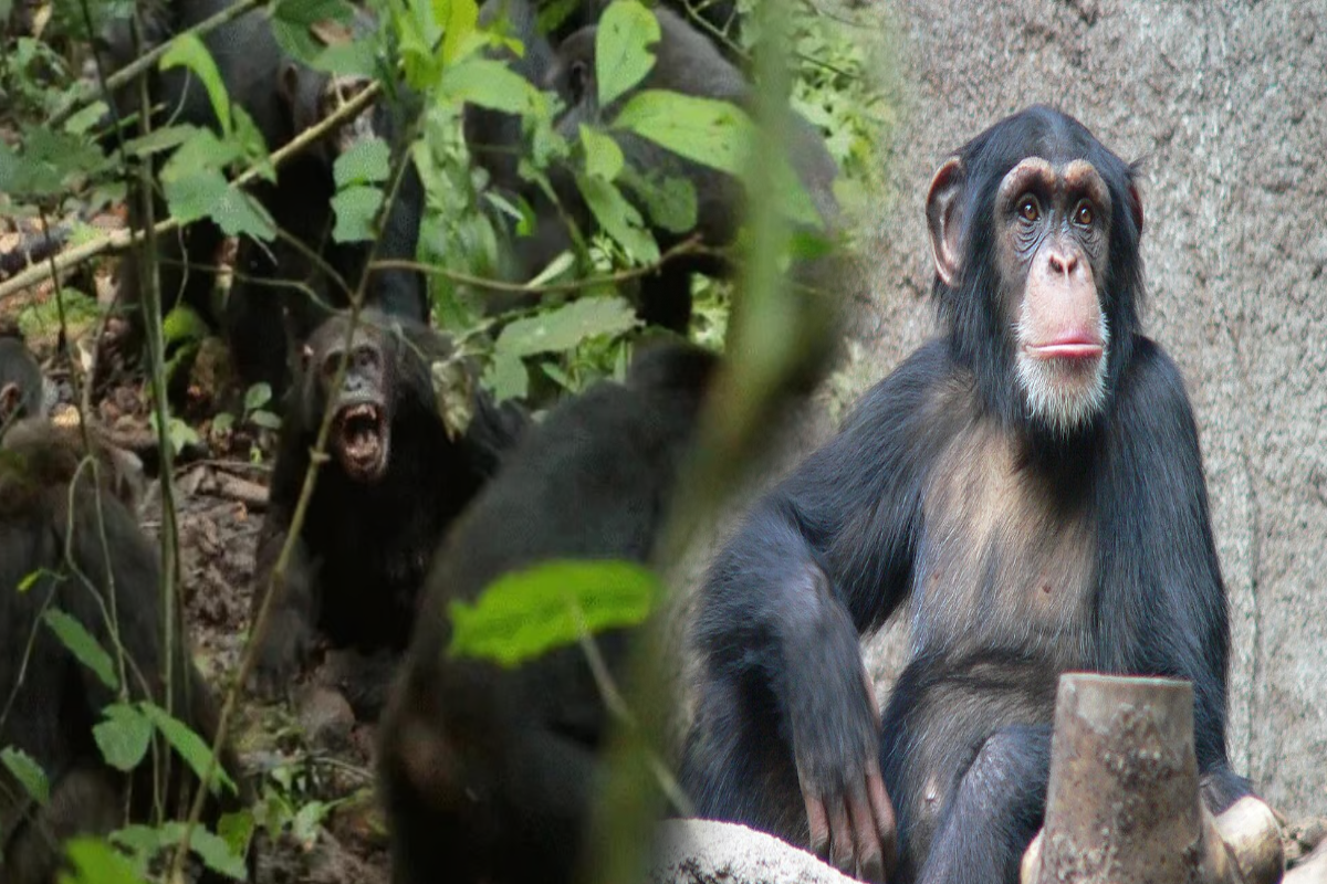 200 சிம்பன்சிகளிடையே வெடித்த உள்நாட்டுப் போர் ; இதுதான் காரணம் | Civil War Erupts Among 200 Chimpanzees 200 சிம்பன்சிகளிடையே வெடித்த உள்நாட்டுப் போர் ; இதுதான் காரணம் | Civil War Erupts Among 200 Chimpanzees