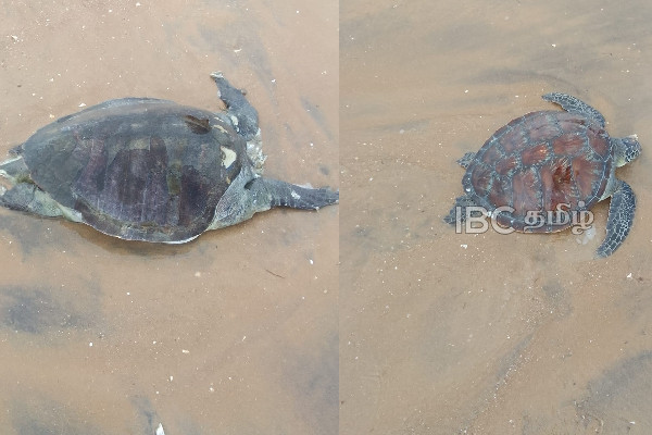 மன்னார் தென் கடலில் கரை ஒதுங்கிய கடல் ஆமைகள் | Stranded Sea Turtles In The South Sea Of Mannar