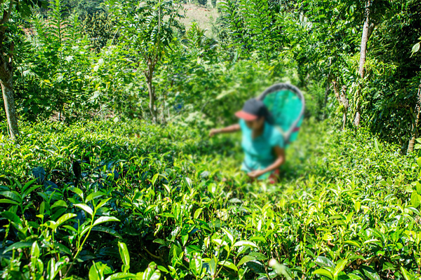 தேயிலை ஏற்றுமதி தொடர்பாக வெளியான கருத்துக்கள் | Opinions On The Export Of Tea தேயிலை ஏற்றுமதி தொடர்பாக வெளியான கருத்துக்கள் | Opinions On The Export Of Tea