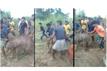குட்டி யானையை கொடூரமாக சித்ரவதை செய்த கிராம மக்கள் - நெஞ்சை உலுக்கும் அதிர்ச்சி வீடியோ...!
