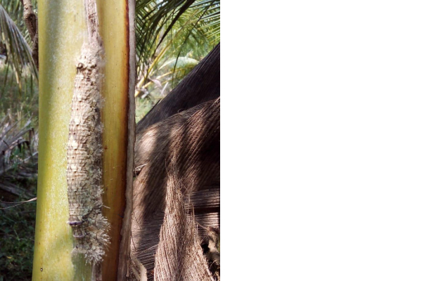 අරුම පුදුම යෝධ දළඹුවෙක් හමුවෙයි(PHOTOS) | Giant Caterpillar අරුම පුදුම යෝධ දළඹුවෙක් හමුවෙයි(PHOTOS) | Giant Caterpillar