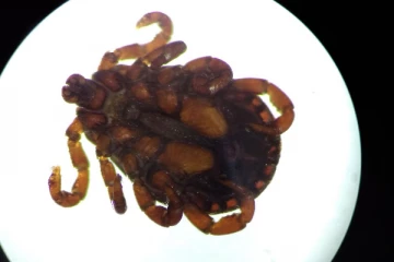 மூளையை பாதிக்கும் புதிய வைரஸ் சீனாவில் கண்டுபிடிப்பு