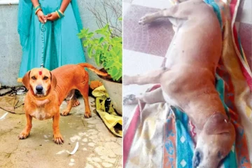 அளவு கடந்த பாசம்: குழந்தைகளை காப்பாற்ற போராடி உயிரை விட்ட நாய் - என்ன நடந்தது?