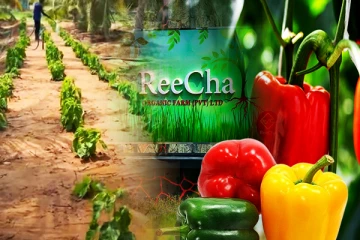 றீ(ச்)ஷா ஒருங்கிணைந்த பண்ணையில் குடை மிளகாய் செய்கை