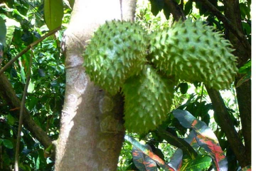 முள் சீத்தாப்பழத்தில் மூக்கின் மேல் கை வைக்கும் அளவிற்கு இவ்வளவு நல்ல விஷயம் இருக்கா!  யாரெல்லாம் சாப்பிடவே கூடாது?