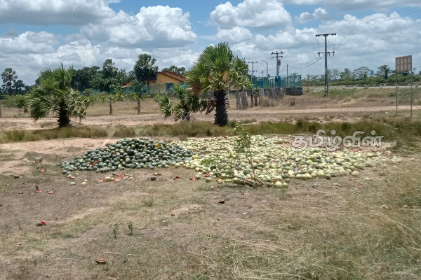 பாவனைக்கு உதவாத பூசணியால் ஏற்பட்டுள்ள அசௌகரியம்(Photos) | Environmental Impact In Mullaitivu