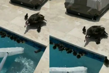 நான் வரமாட்டேன் போ... அடம் பிடிக்கும் வாத்து குஞ்சுகள்! மில்லியன் பேரை ரசிக்க வைத்த குறும்பு