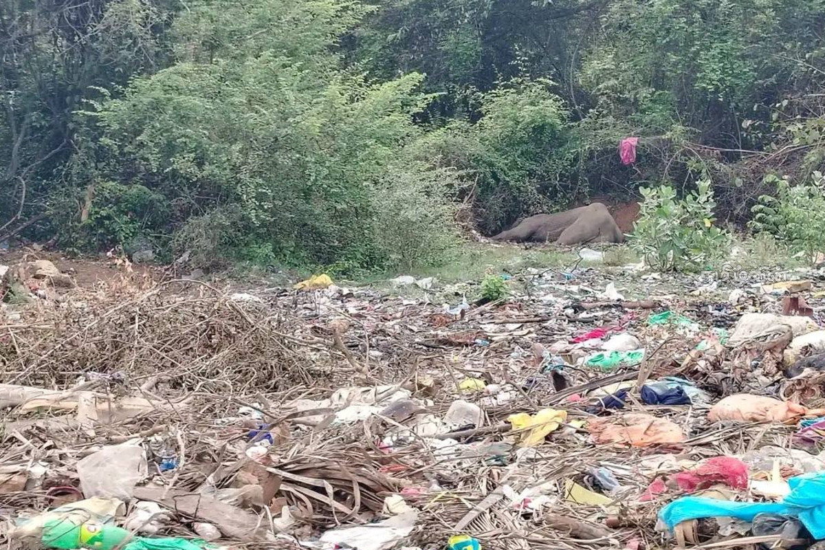 வாழைச்சேனை குப்பைகள் நிறைந்த பகுதியில் உயிரிழந்து கிடந்த யானை: உடனடி நடவடிக்கை எடுக்குமாறு கோரிக்கை | Elephant Found Dead In Valaichchenai Area வாழைச்சேனை குப்பைகள் நிறைந்த பகுதியில் உயிரிழந்து கிடந்த யானை: உடனடி நடவடிக்கை எடுக்குமாறு கோரிக்கை | Elephant Found Dead In Valaichchenai Area