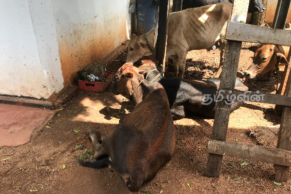 சட்டவிரோதமான முறையில் கால்நடை கடத்தல்: பொலிஸாரின் அதிரடி நடவடிக்கை(Photos) | Illegal Cattle Smuggling Jaffna Vuniya Mullaithivu