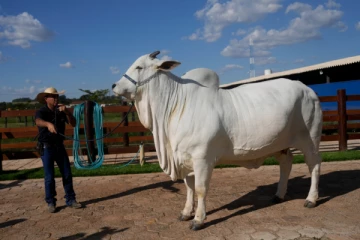 ரூ.34 கோடிக்கு விற்கப்பட்ட பசு - அப்படி என்ன சிறப்பு?