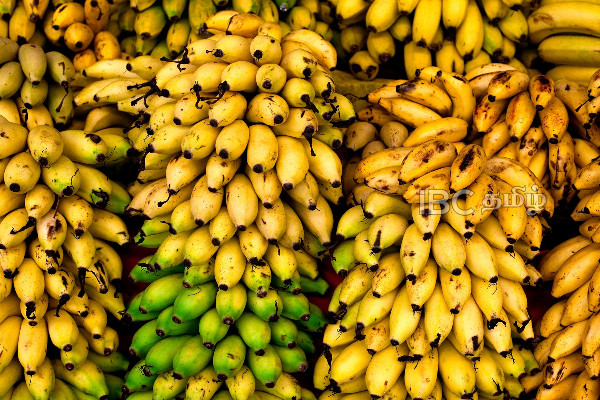 வாழைப்பழத்தால் இலங்கைக்கு கிடைக்கும் பெரும் தொகை டொலர்ககள்..! | Banana Dollars Sri Lanka Income வாழைப்பழத்தால் இலங்கைக்கு கிடைக்கும் பெரும் தொகை டொலர்ககள்..! | Banana Dollars Sri Lanka Income