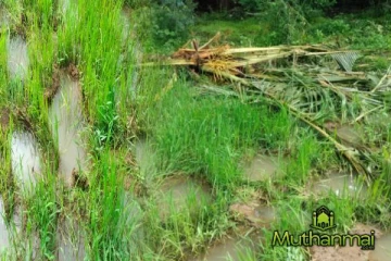 காட்டு யானைகளால் அவதியுறும் கந்தளாய் மக்கள்!