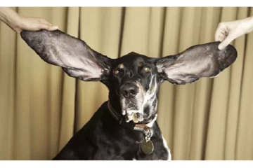 கின்னஸ் சாதனை புத்தகத்தில் இடம் பிடித்த நாய் - புகைப்படம் வைரல்