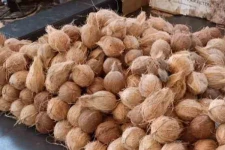 மீண்டும் உயர்வடைந்த தேங்காயின் விலை: குழப்பத்தில் மக்கள்
