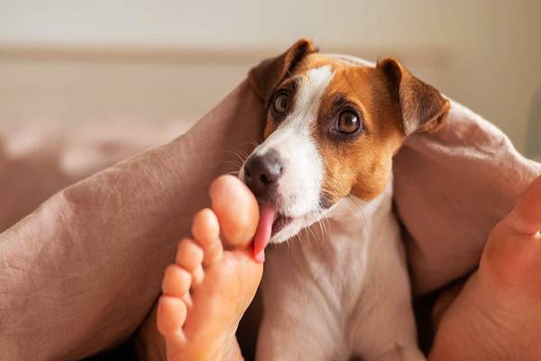 நாய் நக்குவதால் செப்சிஸ் எனப்படும் ஆபத்தான நோய் - இது எப்படி தொற்றும்? | Dog Lick Caused Dangerous Disease Sepsis Ymptoms