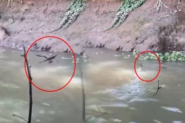 இணையவாசிகளை மிரள வைத்த பல்லியின் சாமர்த்தியம்! பார்த்தால் அசந்து போயிடுவீங்க